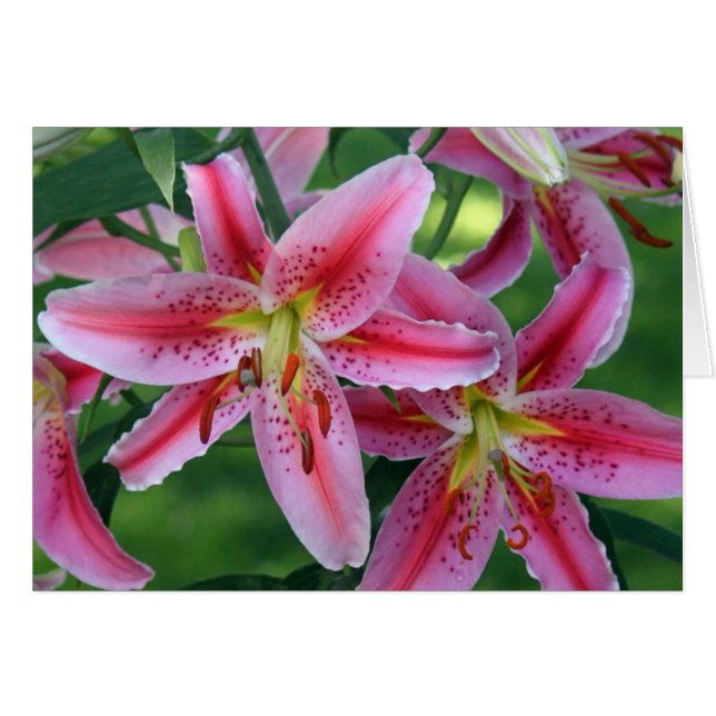 Cartão Pretty Pink Lily Floral Photo Blank Card (Frente Horizontal)