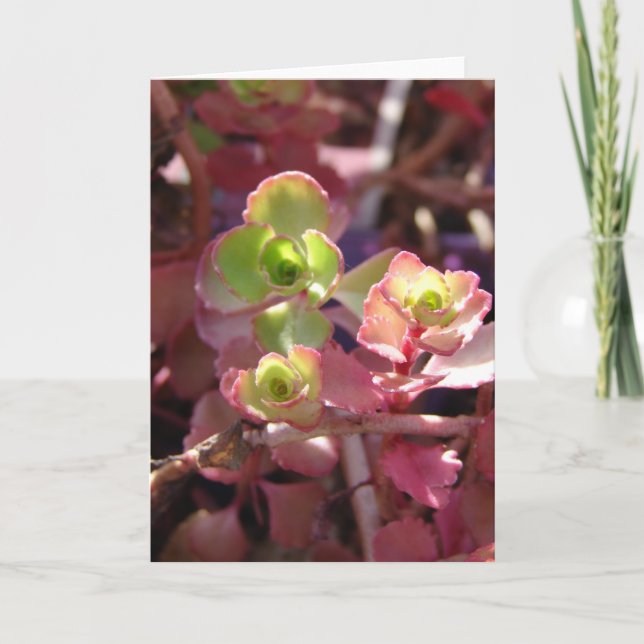 Cartão Pretty Plant (Frente)