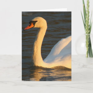 Cartão Pretty Swan Greeting Card