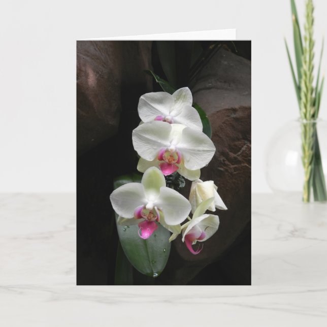 Cartão Pretty white orchids sympathy or thank you (Frente)