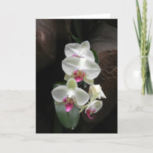 Cartão Pretty white orchids sympathy or thank you