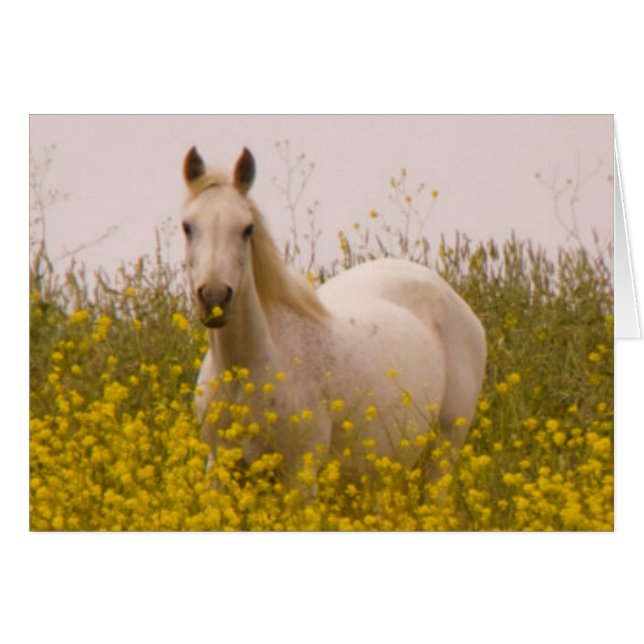 Cartão Primavera (Frente Horizontal)