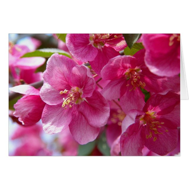 Cartão Primavera (Frente Horizontal)