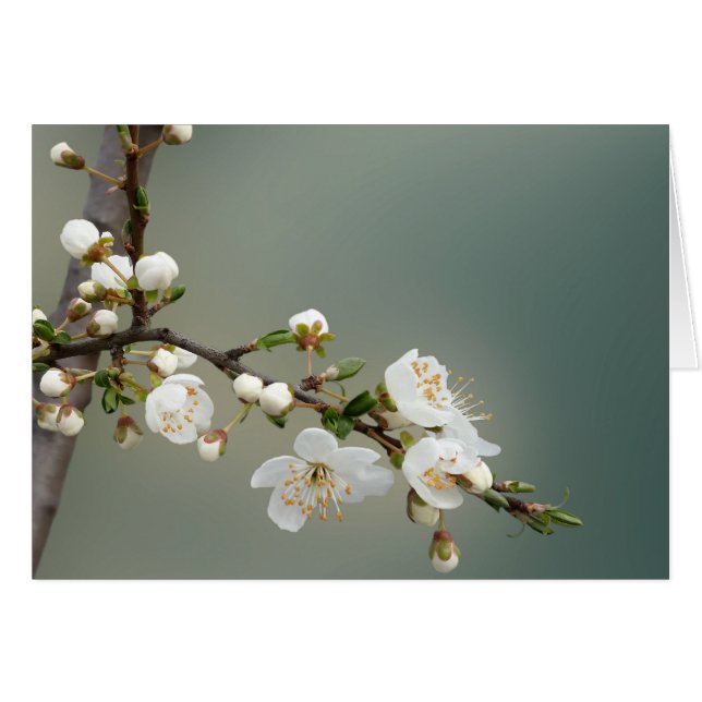 Cartão primavera (Frente Horizontal)