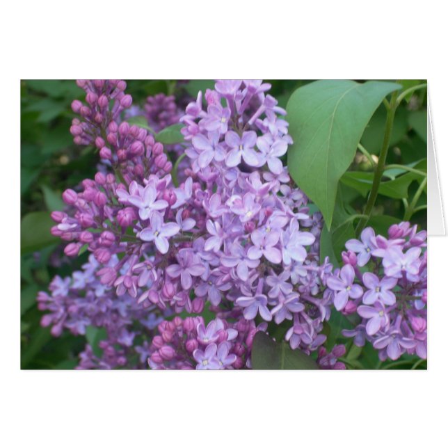 CARTÃO PRIMAVERA 4 (Frente Horizontal)