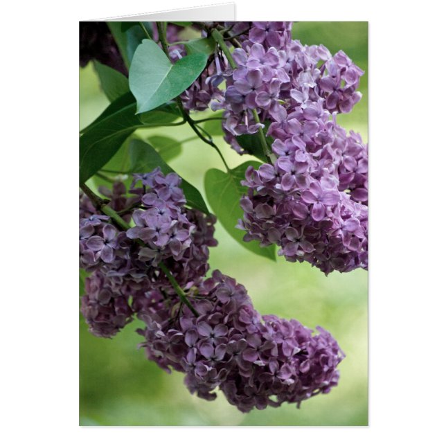 Cartão Primavera adorável (Frente)