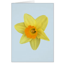 Primavera amarelo Daffodil em azul pálido