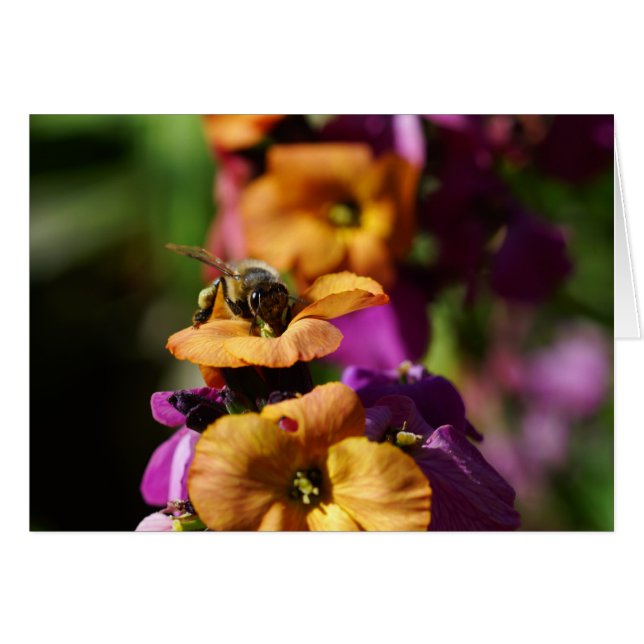 Cartão Primavera Bee-gins! (Frente Horizontal)