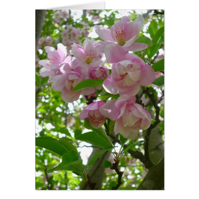 Cartão Primavera Blossomo (Frente)