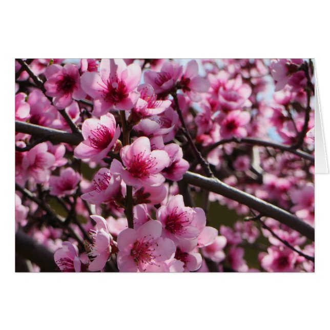 Cartão Primavera Blossomo (Frente Horizontal)