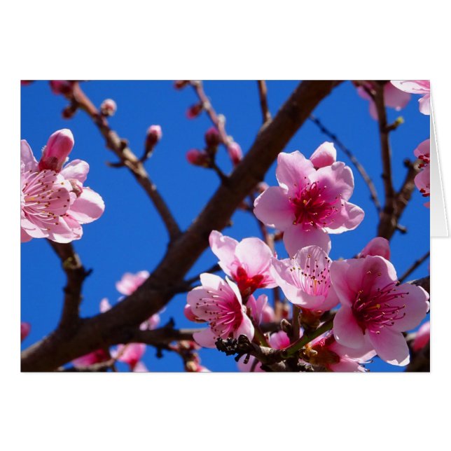 Cartão Primavera Blossomo (Frente Horizontal)