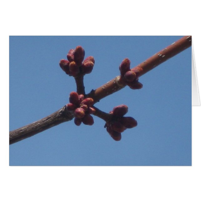 Cartão Primavera começa a emergir (Frente Horizontal)