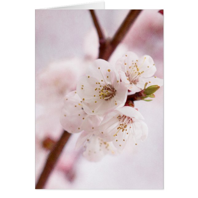 Cartão Primavera cor-de-rosa (Frente)