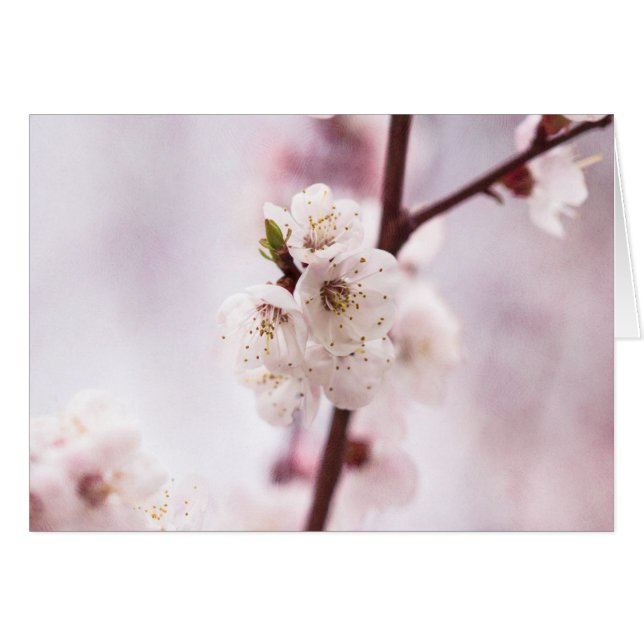 Cartão Primavera cor-de-rosa (Frente Horizontal)