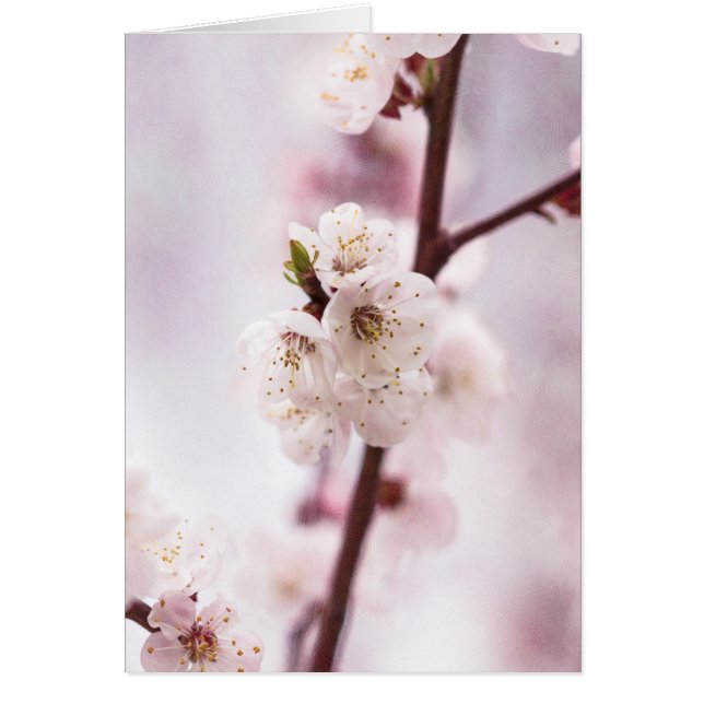 Cartão Primavera cor-de-rosa (Frente)