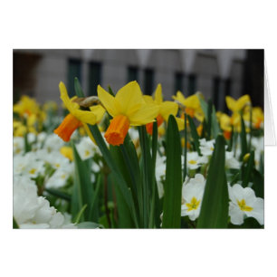 Cartão Primavera Daffodils