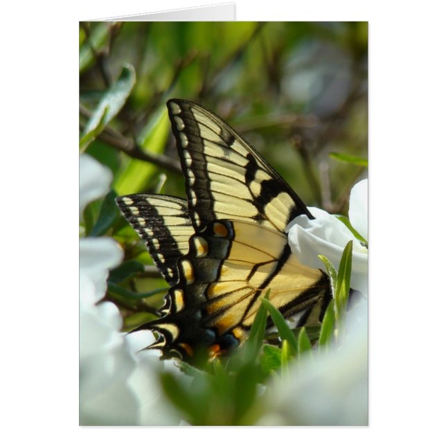 Cartão Primavera de borboleta (Frente)