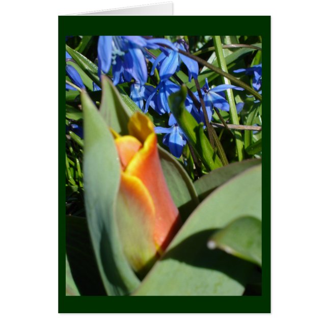 Cartão primavera despertando (Frente)