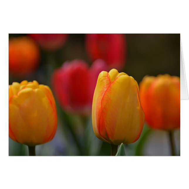 Cartão Primavera em cores (Frente Horizontal)