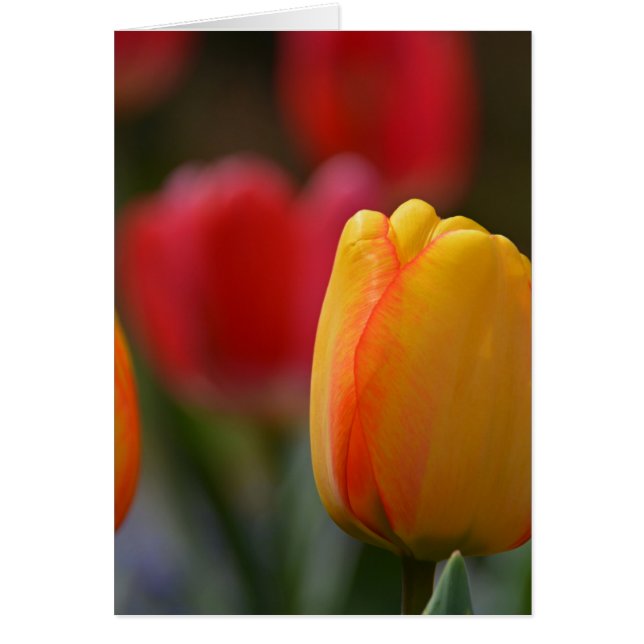 Cartão Primavera em cores (Frente)