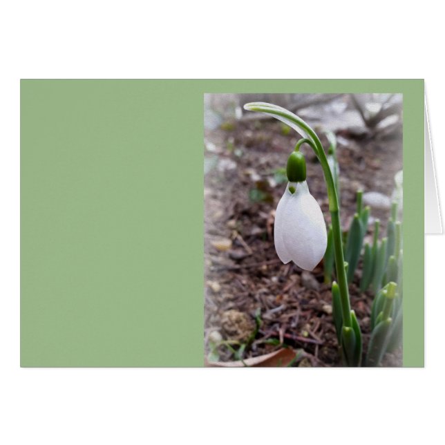 Cartão Primavera em fevereiro (Frente Horizontal)