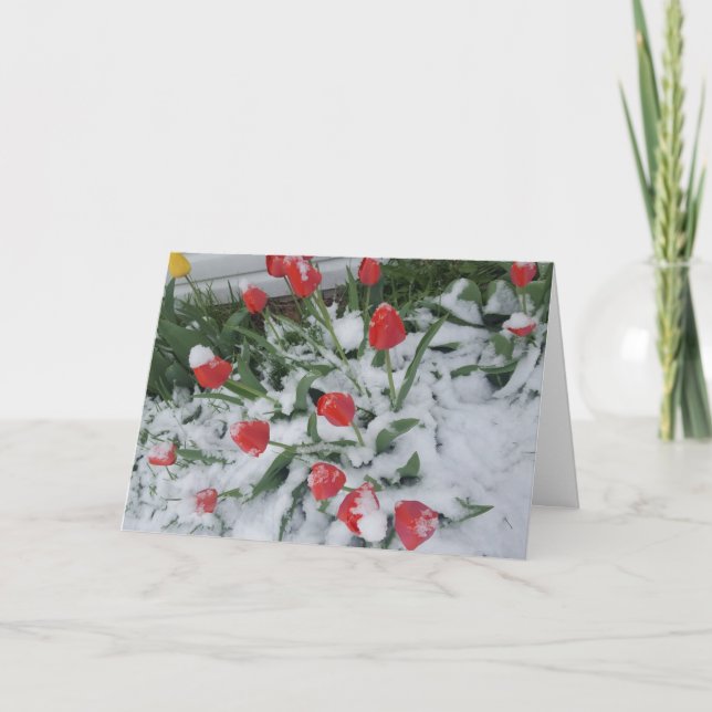 Cartão Primavera engraçado em Wisconsin Tulipas na neve (Frente)