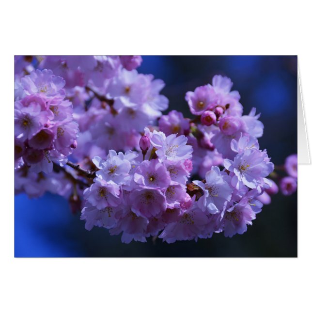 Cartão Primavera está aqui! (Frente Horizontal)