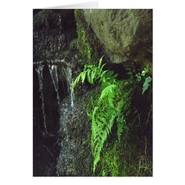 Cartão Primavera Fern (Frente)