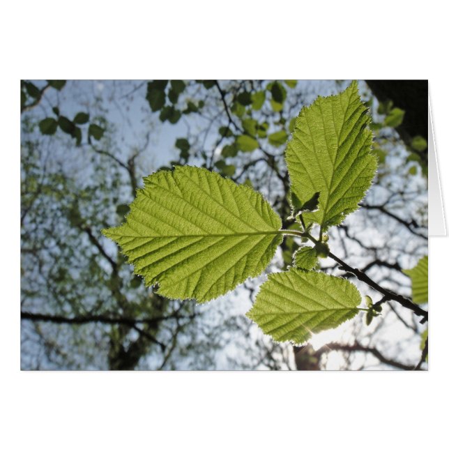 cartão primavera folhas (Frente Horizontal)
