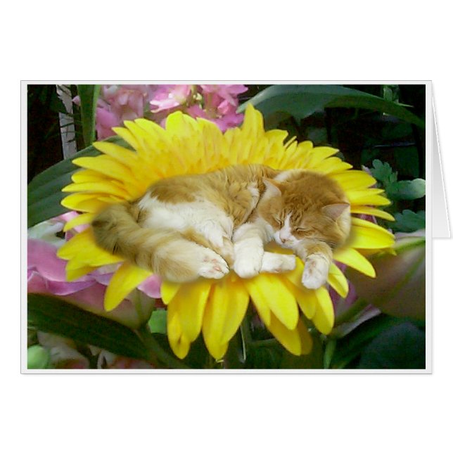 Cartão Primavera frágil (Frente Horizontal)