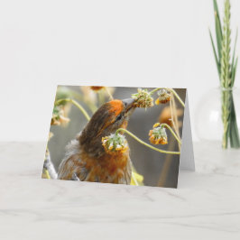 Cartão Primavera House Finch Notecard