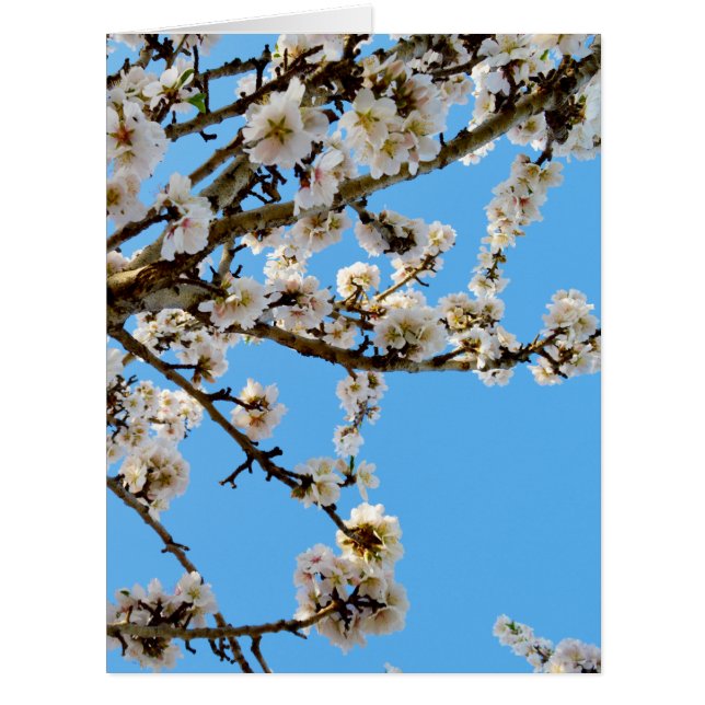 Cartão Primavera Love Blossoms, (Frente)