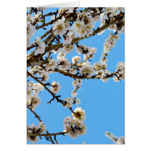 Cartão Primavera Love Blossoms,