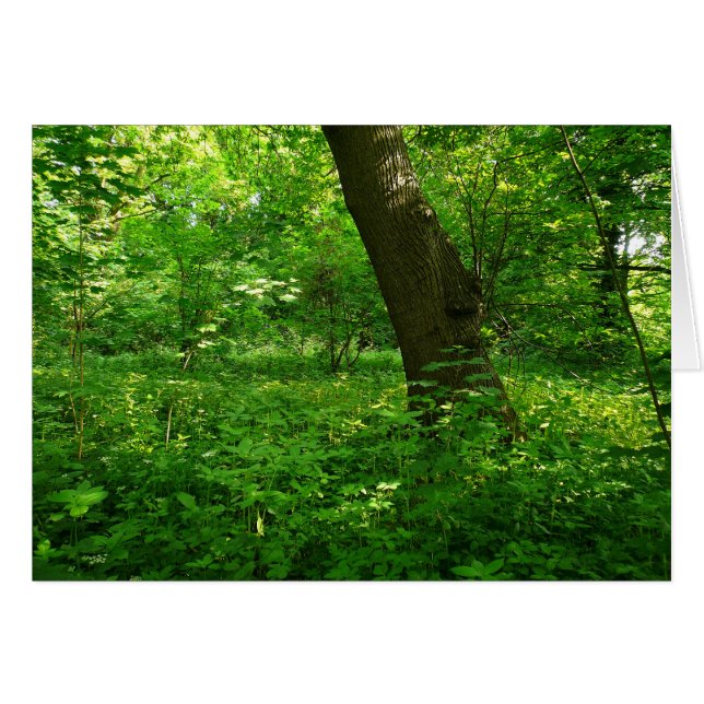 Cartão Primavera na floresta (Frente Horizontal)