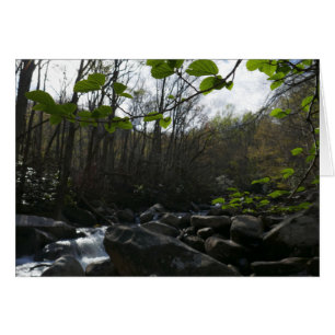 Cartão Primavera no Rio Pequeno Pombo