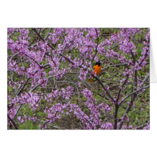 Cartão Primavera, Oriole na árvore de Redbud