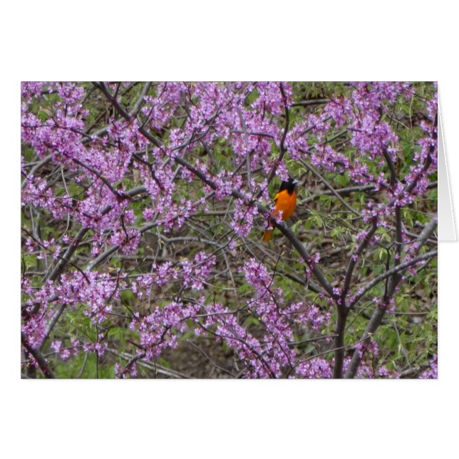 Cartão Primavera, Oriole na árvore de Redbud (Frente Horizontal)