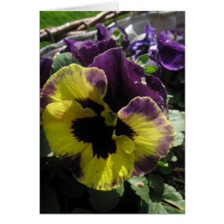 Cartão Primavera Pansy