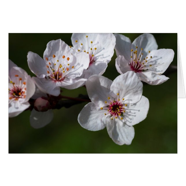 Cartão Primavera plum blossomes (Frente horizontal)