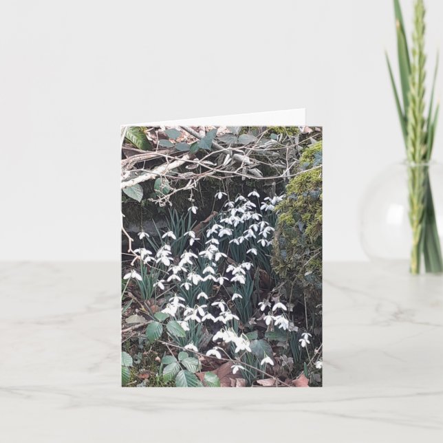 Cartão Primavera Snowdrops (Frente)