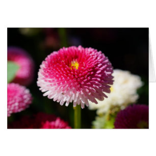 Cartão Primavera tem Sprung!