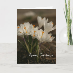 Cartão Primavera White Crocus Folheto