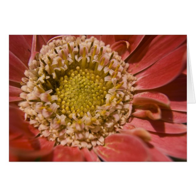 Cartão Primeira Placa Lâmina (Frente Horizontal)