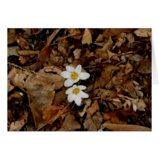 Cartão Primeiro Sinal de Primavera