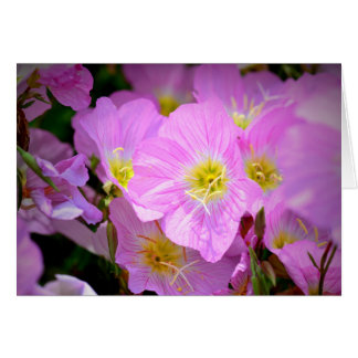 Cartão Prímula de noite