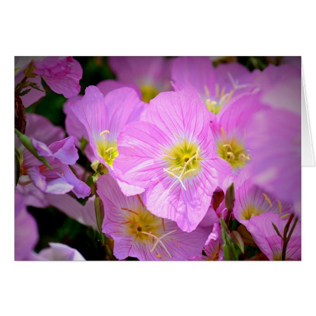 Cartão Prímula de noite (Frente Horizontal)