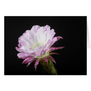 Cartão Princesa Anne Echinopsis Flor híbrido