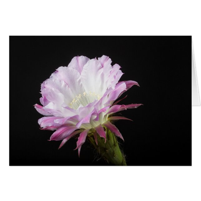 Cartão Princesa Anne Echinopsis Flor híbrido (Frente Horizontal)