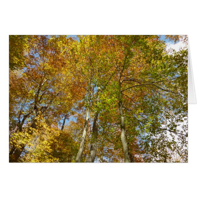 Cartão Procurando Folhagem Colorida no outono III (Frente Horizontal)