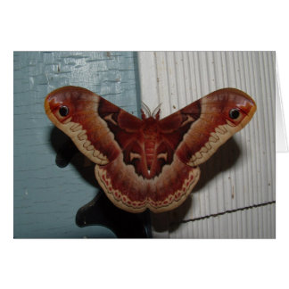 Cartão Promethea Moth